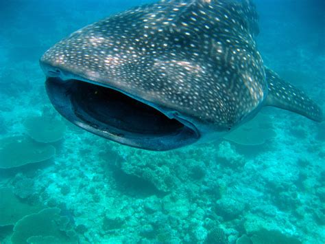 Diving Maldives, 2009 | Whale shark | Christian Jensen | Flickr