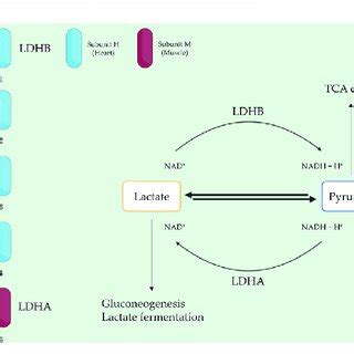 LDH composition and function. LDH is a tetrameric enzyme with five... | Download Scientific Diagram