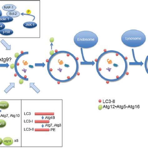 Inducing autophagy independent of the mTOR pathway. | Download Scientific Diagram