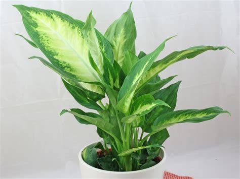 Dieffenbachia “Camille”