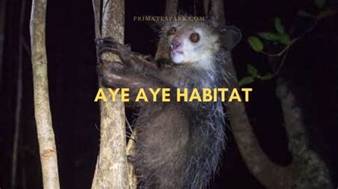 Ecological Biodiversity of an Aye Aye Habitat - Primates Park