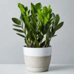 Office Desk Plants | Easy Office Plants | Plants.com