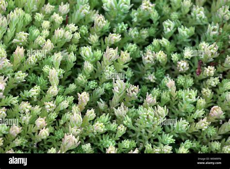 Background texture of densely planted Sedum or Stonecrop hardy succulent ground cover perennial ...