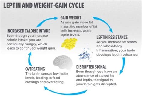 Truth about Leptin hormone, Leptin resistance and weight loss - Elite Weight Loss