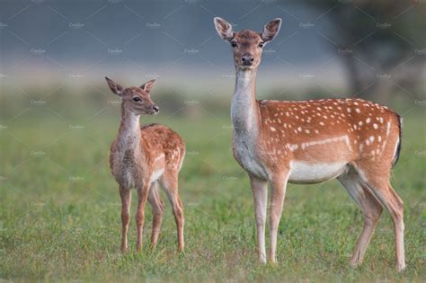 Doe and fawn fallow deer dama dama featuring fallow deer, animals, and ...