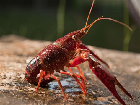 Pictures Of Crayfish