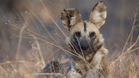 Dogs in the Land of Lions | About | Nature | PBS