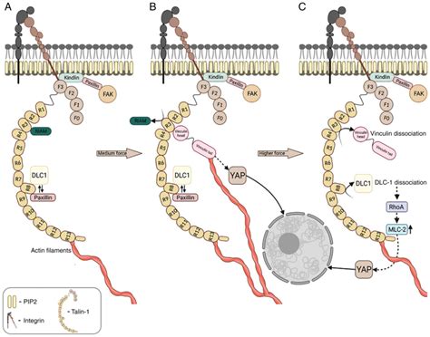 Talin‑1 interaction network in cellular mechanotransduction (Review)