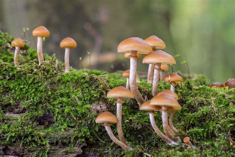 8 Most Poisonous Types Of Mushrooms - WorldAtlas