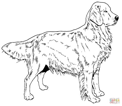 Yellow Lab Coloring Pages At Getdrawings Free Download - Riset