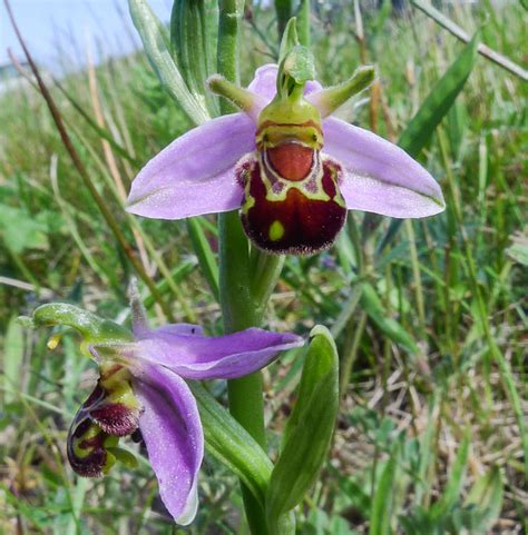 Bee Orchid