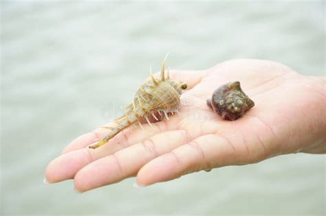 783 Human Crab Stock Photos - Free & Royalty-Free Stock Photos from ...