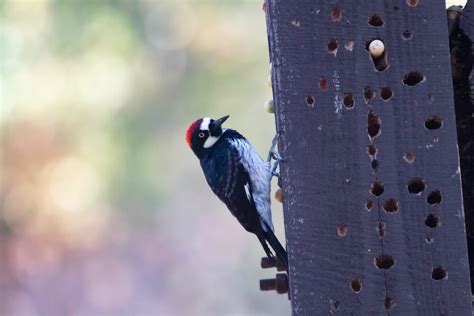 10 Unique Facts About Acorn Woodpeckers