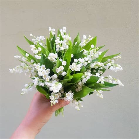 Lily of the valley meaning: discover the symbols and the history behind it