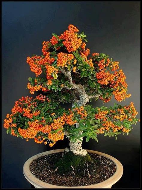 17 Best images about Orange jasmine bonsai by Bonsai Boy on Pinterest | Trees, Jasmine and ...