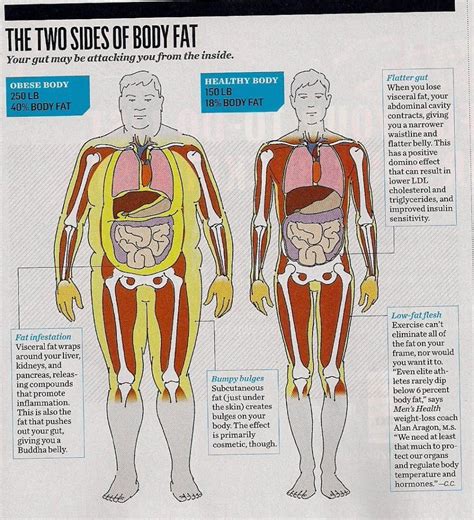 How To Calculate Visceral Body Fat - Haiper