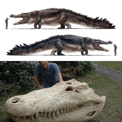 Purussaurus is one of the largest known of the giant crocodilians, perhaps even surpassing ...