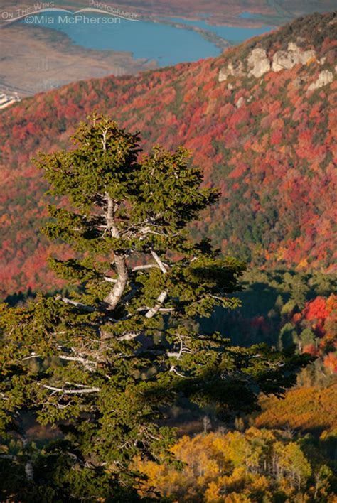 Fall Colors In The Wasatch Mountains Plus A Male Dusky Grouse – On The ...