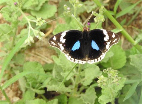 Dark Blue Pansy Butterfly | SIMILAR BUT DIFFERENT IN THE ANIMAL KINGDOM