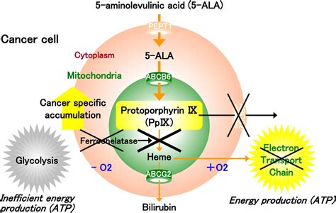 The porphyrin biosynthesis pathway in the cancer cell. In tumor cells,... | Download Scientific ...