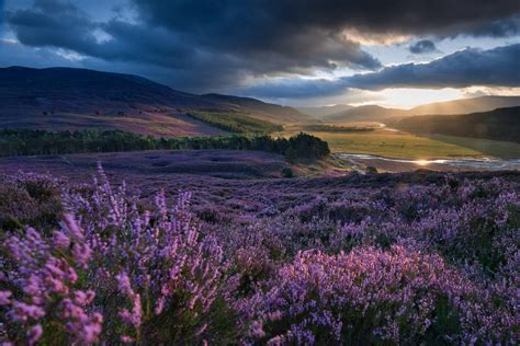 Heather-Covered Moorland in Aberdeenshire, Scotland