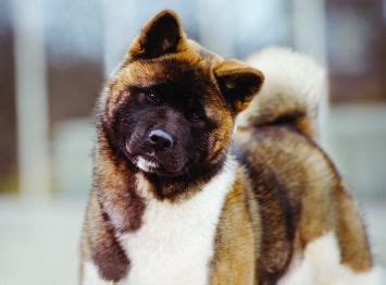 Akita Dog Breed Profile | Petfinder