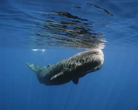 Sperm Whale - Facts, Diet, Habitat & Pictures on Animalia.bio