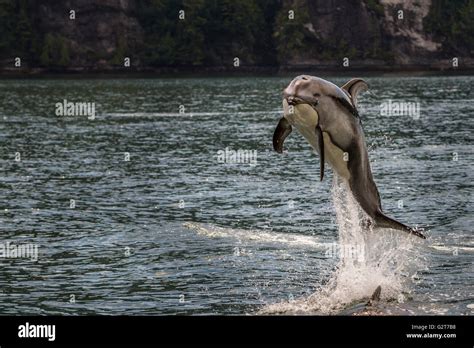 Pacific White Sided Dolphin (Lagenorhynchus obliquidens) jumping Stock ...