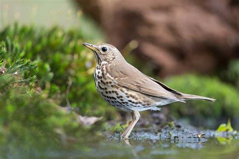 Mistle Thrush | Bird Identification Guide | Bird Spot