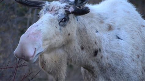 Rare piebald moose caught on video in western Newfoundland | CBC News