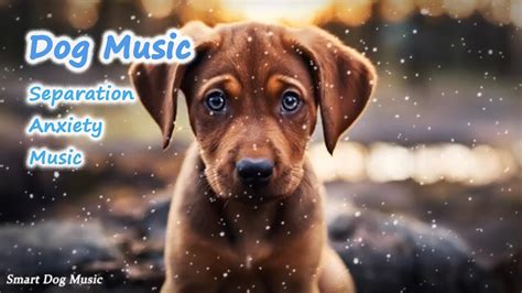 Deep Separation Anxiety Dog Music! Helped 4 Million Dogs Worldwide! NEW ...