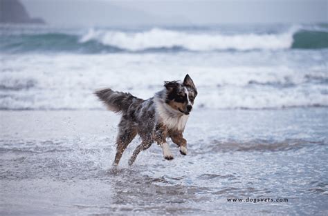 Dog Friendly Beaches Near Me - United Kingdom