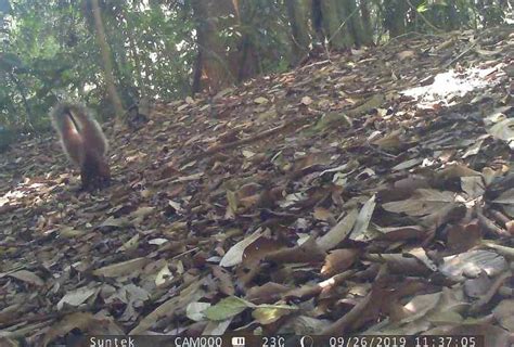 Tufted Ground Squirrel: FMU 11, Sook, Sabah – MAMMALS OF BORNEO