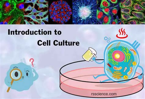 Cell Culture Basics – The Foundation of Biotechnology - Rs' Science