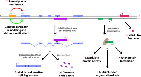 Long noncoding RNAs: functional surprises from the RNA world