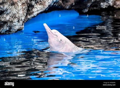 A Chinese white dolphin plays and performs during an event to raise ...