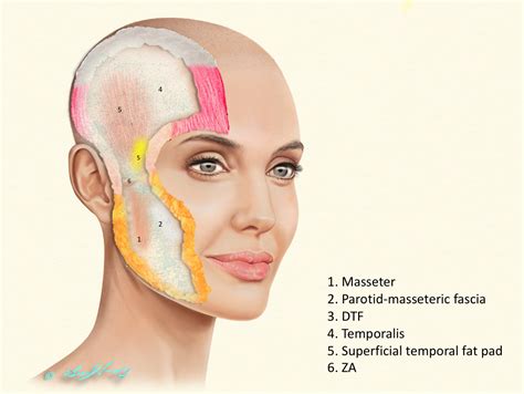 Temporal Region Anatomy