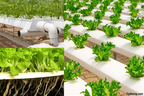 What is Hydroponic Gardening? [Advantages of Hydroponics] | Tip Being 2024