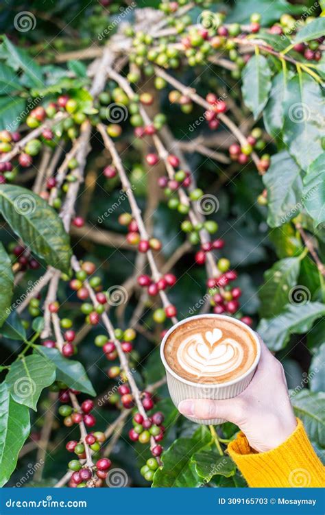 Beautiful Latte Art Coffee with Coffee Tree Stock Image - Image of pattern, beautiful: 309165703