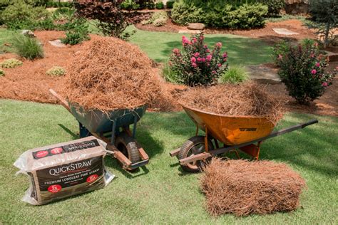 Pine Needle Straw Mulch - Dutch Garden Nursery