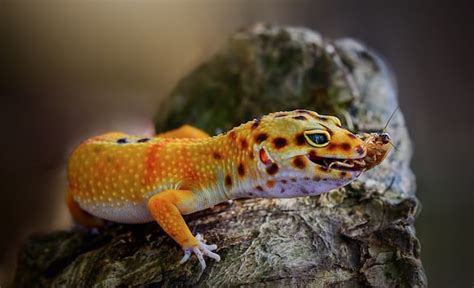 Things You Should Know About the Diet of Your Leopard Gecko - Map Your Info