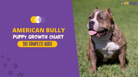 Growth Chart American Bully Growth Stages
