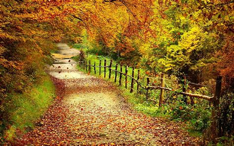 HD wallpaper: autumn, path | Wallpaper Flare