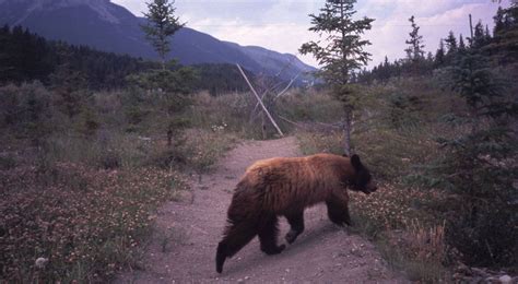 Banff wildlife caught on candid camera - The Globe and Mail