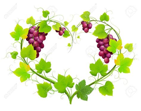 Grape Vine Vector at GetDrawings | Free download