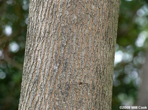 Green Ash (Fraxinus pennsylvanica)