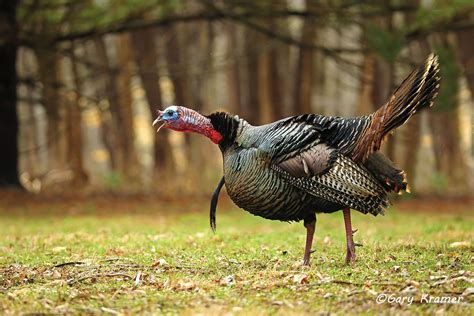 Wild Turkey - Gary Kramer Photographer / Writer