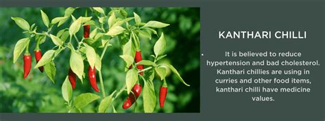 Kanthari chilli - Health Benefits, Uses and Important Facts - PotsandPans India