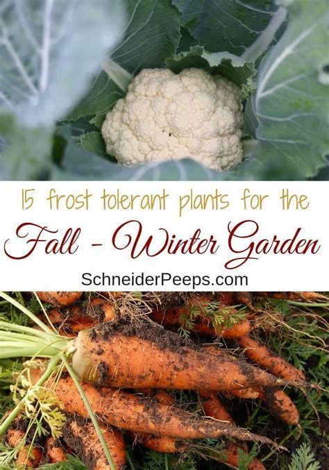 15 No-Fuss Plants for the Fall and Winter Vegetable Garden | Fall ...