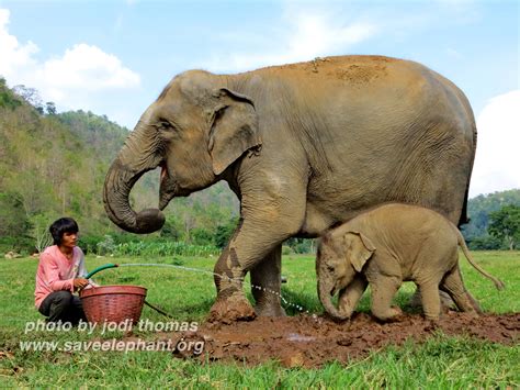 Baby elephant photos | Save Elephant Foundation